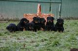 BEAUCERON - PUPPIES 357